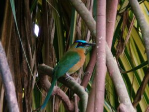 Private ocean view property in Altamira Pavones Golfito – properties for sale Pavones Costa Rica