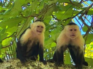 Beachfront property in Pavones Costa Rica surrounded by tropical nature