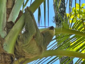 Pavones wild life in Beach front Property