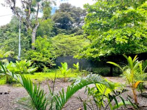 tropical garden at 2-homes property in Pavones