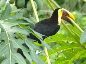 homes for sale near Pavones beach and surf