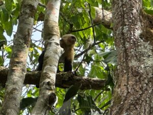 Beautiful tropical landscape from ocean view finca Golfito Costa Rica real estate