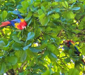 scarlet macaw Pavones Costa Rica wildlife near property
