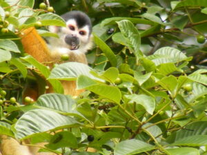 Monkey in tropical jungle Pavones Costa Rica – Pavones Real Estate surrounded by nature