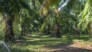 Development Land for Sale in La Virgen of Pavones