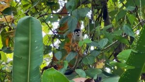 spider monkey Pavones Costa Rica wildlife on property La Virgen real estate