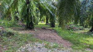 La Virgen Pavones property for sale near beaches large acreage Costa Rica