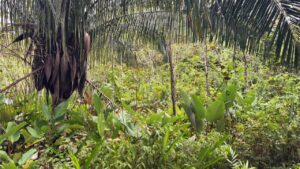 Mountain view land in Pavones Costa Rica with hills and lush tropical vegetation