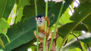 Monkey in tropical forest La Virgen Pavones Costa Rica rich biodiversity near land for sale