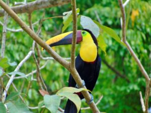 Toucan perched in tropical forest Pavones Costa Rica – Pavones Real Estate surrounded by wildlife