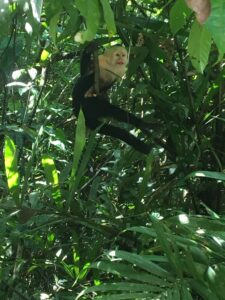 monkeys in Ocean View Lot For Sale in La Honda-Pavones