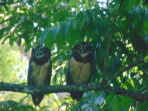 Owl in Ocean View Lot For Sale in La Honda-Pavones