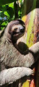 Sloth at Ocean View Opportunity Lot For Sale in La Honda-Pavones