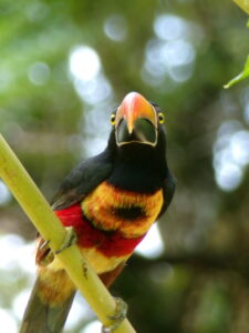 Tucan at Ocean View Opportunity Lot For Sale in La Honda-Pavones