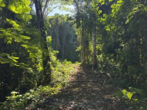 Jungle With Ocean View For Sale in La Honda-Pavones