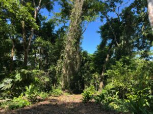 Jungle With Ocean View For Sale in La Honda-Pavones