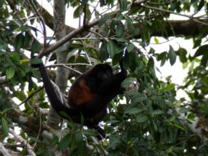 Howler monkey in Jungle With Ocean View For Sale in La Honda-Pavones