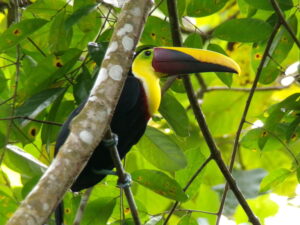 Tucan in Estate For Sale in La Honda-Pavones
