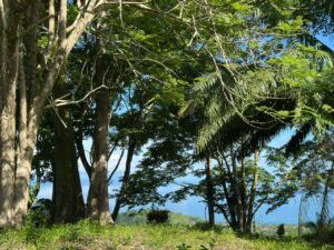 Spectacular Ocean view in Estate For Sale in La Honda-Pavones