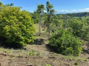 Land for Sale in Pavones Costa Rica