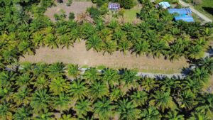 Property With Fruit Trees for Sale in Pavones