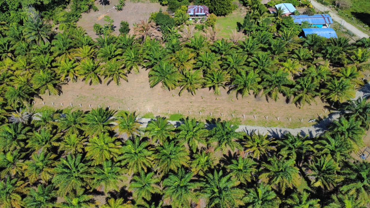 Property With Fruit Trees for Sale in Pavones