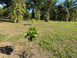 Property With Fruit Trees for Sale in Pavones