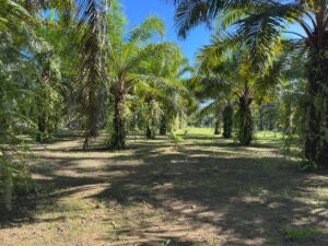 Property With Fruit Trees for Sale in Pavones