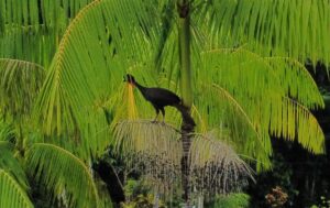 Land for Sale in Pavones