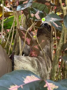 Pavones Best Ocean View sloth