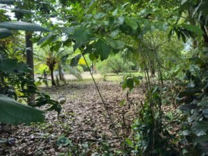 Titled Land for Sale in Cocal Amarillo Pavones