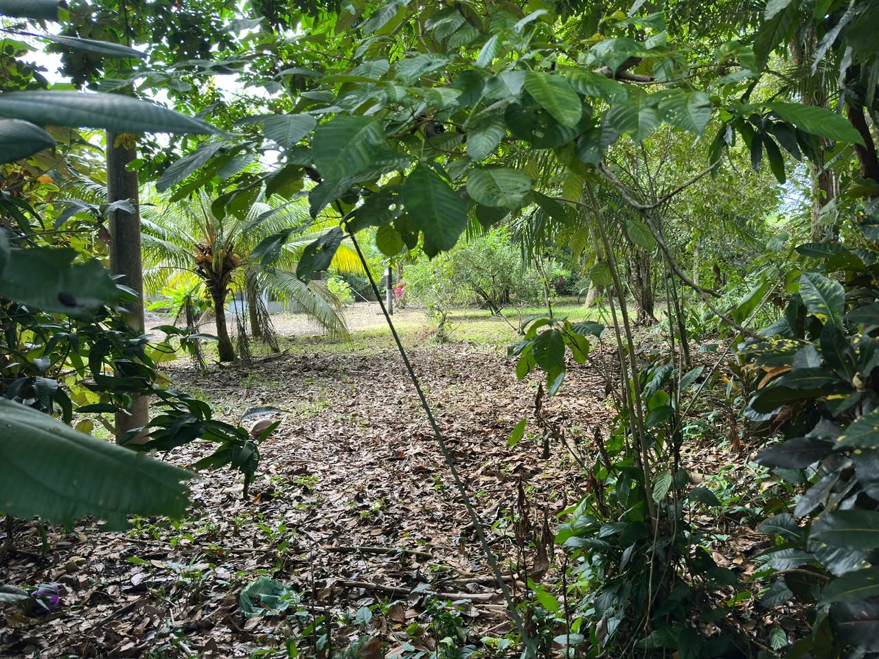 Titled Land for Sale in Cocal Amarillo Pavones
